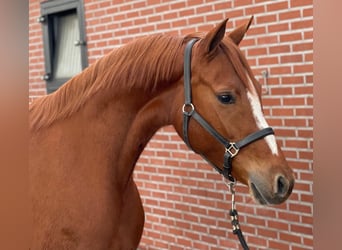 Deutsches Reitpony, Stute, 4 Jahre, 148 cm, Fuchs