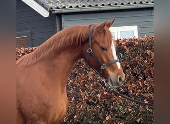 Deutsches Reitpony, Stute, 4 Jahre, 148 cm, Fuchs