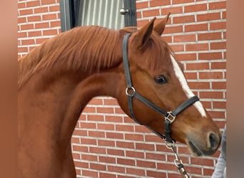 Deutsches Reitpony, Stute, 4 Jahre, 148 cm, Fuchs