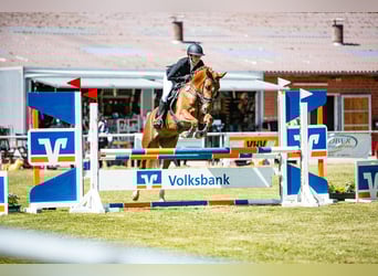 Deutsches Reitpony, Stute, 4 Jahre, 148 cm, Fuchs