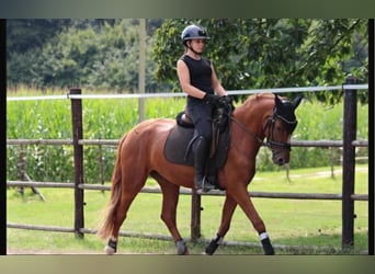Deutsches Reitpony, Stute, 4 Jahre, 148 cm, Fuchs