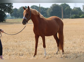 Deutsches Reitpony, Stute, 4 Jahre, 148 cm, Fuchs
