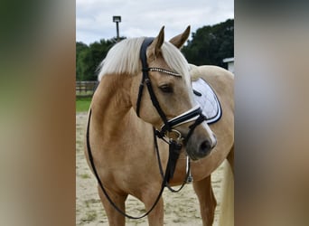 Deutsches Reitpony, Stute, 4 Jahre, 148 cm, Palomino