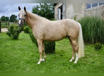 Deutsches Reitpony, Stute, 4 Jahre, 148 cm, Palomino