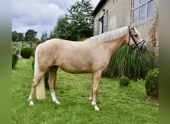 Deutsches Reitpony, Stute, 4 Jahre, 148 cm, Palomino