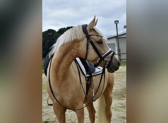 Deutsches Reitpony, Stute, 4 Jahre, 148 cm, Palomino