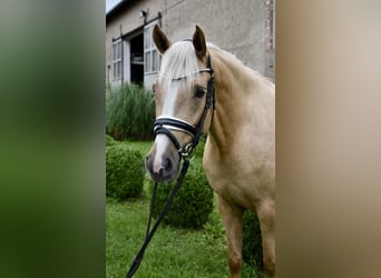 Deutsches Reitpony, Stute, 4 Jahre, 148 cm, Palomino