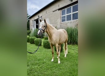 Deutsches Reitpony, Stute, 4 Jahre, 148 cm, Palomino