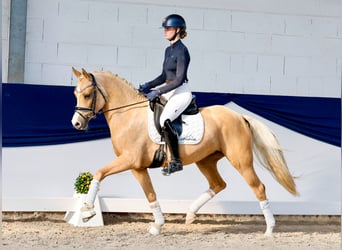 Deutsches Reitpony, Stute, 4 Jahre, 148 cm, Palomino