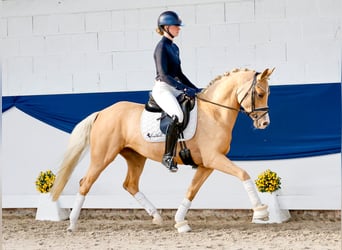 Deutsches Reitpony, Stute, 4 Jahre, 148 cm, Palomino