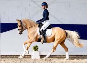 Deutsches Reitpony, Stute, 4 Jahre, 148 cm, Palomino