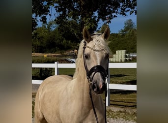 Deutsches Reitpony, Stute, 4 Jahre, 148 cm, Palomino