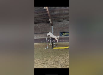 Deutsches Reitpony, Stute, 4 Jahre, 148 cm, Perlino