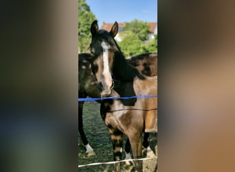 Deutsches Reitpony, Stute, 4 Jahre, 148 cm, Rappe