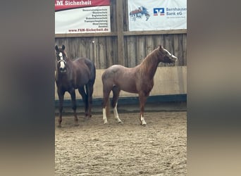 Deutsches Reitpony, Stute, 4 Jahre, 148 cm, Roan-Red