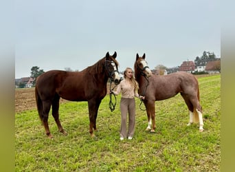 Deutsches Reitpony, Stute, 4 Jahre, 148 cm, Roan-Red