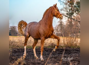 Deutsches Reitpony, Stute, 4 Jahre, 148 cm, Roan-Red