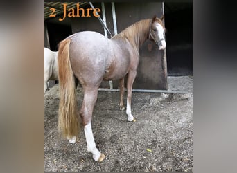 Deutsches Reitpony, Stute, 4 Jahre, 148 cm, Roan-Red