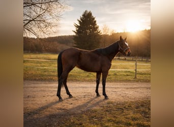 Deutsches Reitpony, Stute, 4 Jahre, 149 cm, Brauner