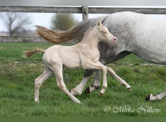 Deutsches Reitpony, Stute, 4 Jahre, 149 cm