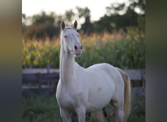 Deutsches Reitpony, Stute, 4 Jahre, 149 cm