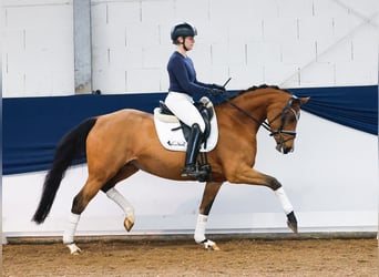 Deutsches Reitpony, Stute, 4 Jahre, 150 cm, Brauner