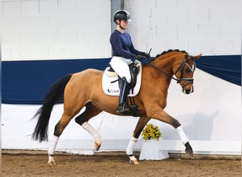 Deutsches Reitpony, Stute, 4 Jahre, 150 cm, Brauner