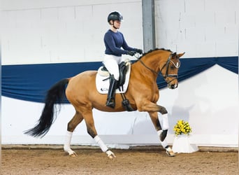 Deutsches Reitpony, Stute, 4 Jahre, 150 cm, Brauner