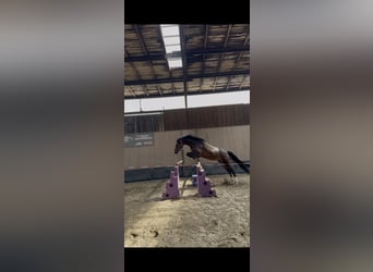 Deutsches Reitpony, Stute, 4 Jahre, 150 cm, Brauner