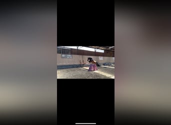 Deutsches Reitpony, Stute, 4 Jahre, 150 cm, Brauner