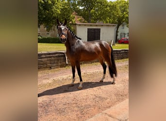 Deutsches Reitpony, Stute, 4 Jahre, 150 cm, Brauner