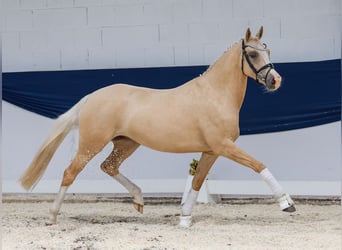 Deutsches Reitpony, Stute, 4 Jahre, 150 cm, Palomino