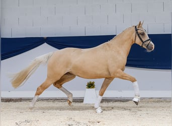 Deutsches Reitpony, Stute, 4 Jahre, 150 cm, Palomino