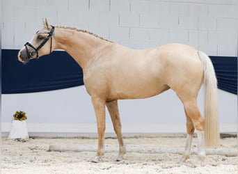 Deutsches Reitpony, Stute, 4 Jahre, 150 cm, Palomino