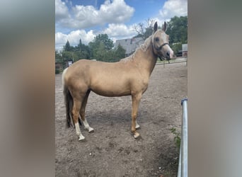 Deutsches Reitpony, Stute, 4 Jahre, 150 cm, Palomino