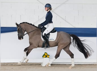 Deutsches Reitpony, Stute, 4 Jahre, 150 cm, Rappe