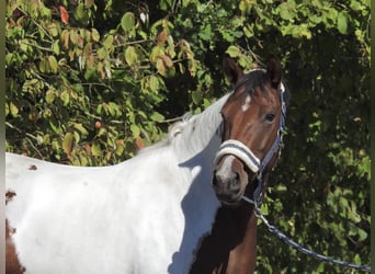 Deutsches Reitpony, Stute, 4 Jahre, 150 cm, Schecke