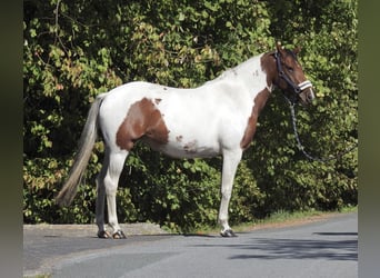 Deutsches Reitpony, Stute, 4 Jahre, 150 cm, Schecke