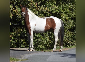 Deutsches Reitpony, Stute, 4 Jahre, 150 cm, Schecke