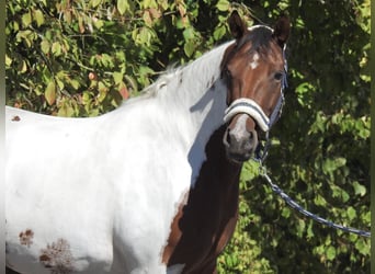 Deutsches Reitpony, Stute, 4 Jahre, 150 cm, Schecke