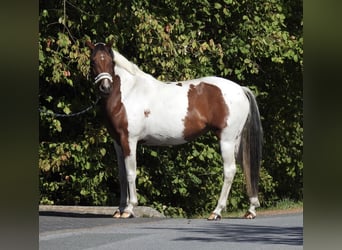 Deutsches Reitpony, Stute, 4 Jahre, 150 cm, Schecke