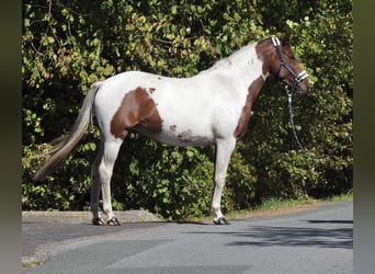Deutsches Reitpony, Stute, 4 Jahre, 150 cm, Schecke