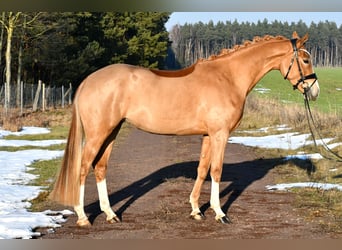 Deutsches Reitpony, Stute, 4 Jahre, 151 cm, Fuchs