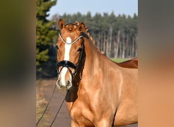Deutsches Reitpony, Stute, 4 Jahre, 151 cm, Fuchs