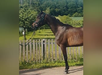 Deutsches Reitpony Mix, Stute, 4 Jahre, 151 cm, Schwarzbrauner