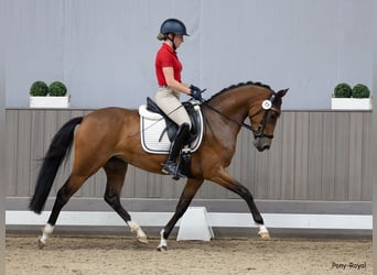 Deutsches Reitpony, Stute, 4 Jahre, 152 cm, Brauner