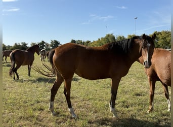 Deutsches Reitpony, Stute, 4 Jahre, 152 cm, Brauner