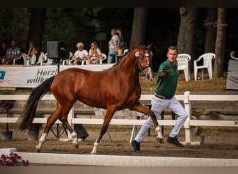 Deutsches Reitpony, Stute, 4 Jahre, 152 cm, Brauner