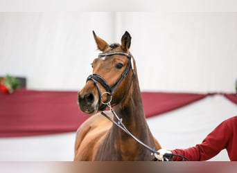 Deutsches Reitpony, Stute, 4 Jahre, 152 cm, Brauner