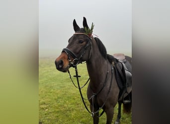Deutsches Reitpony, Stute, 4 Jahre, 152 cm, Brauner